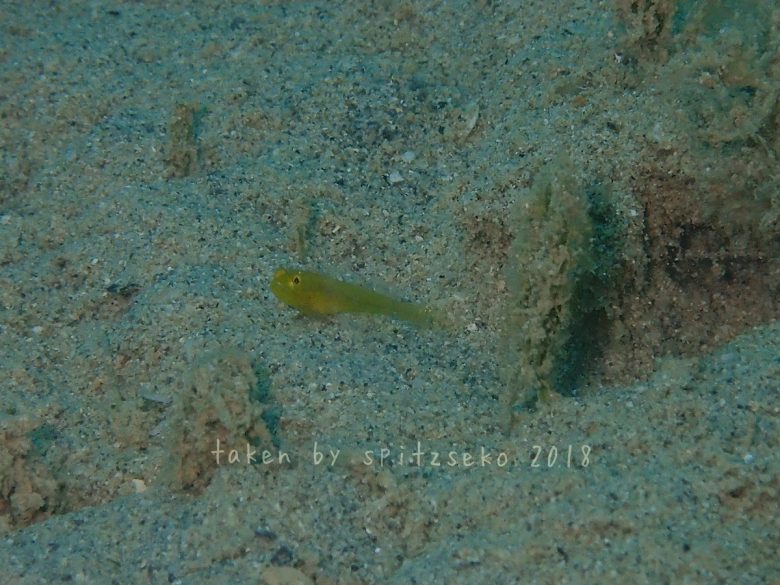 小さすぎて名前わからないハゼ