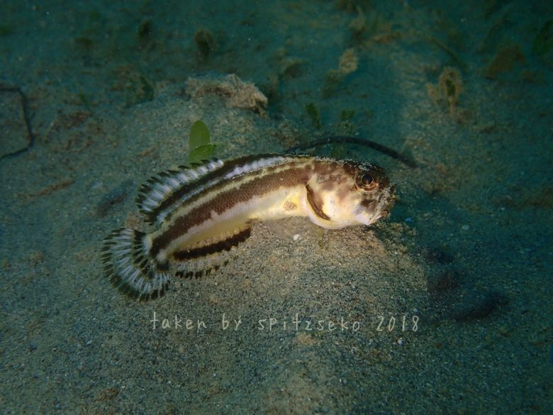 カエルアマダイ