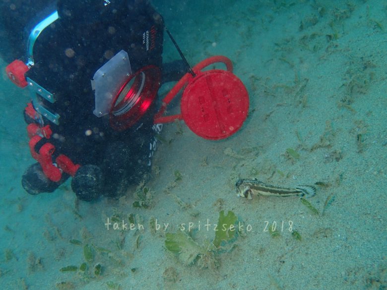 カエルアマダイ