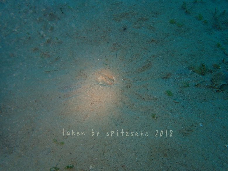 トンガリハゼsp