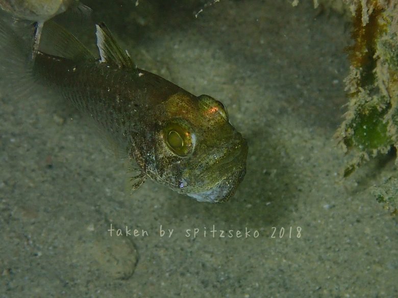 ミヤコイシモチ