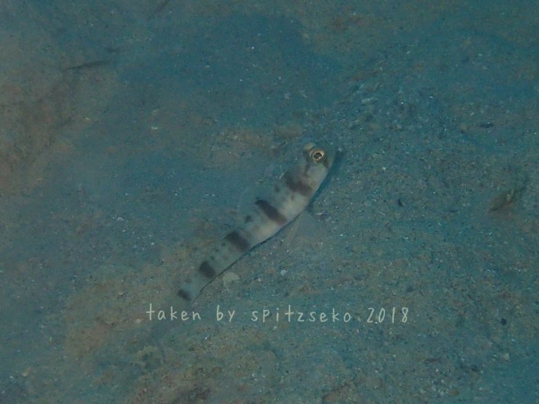 マスイダテハゼ