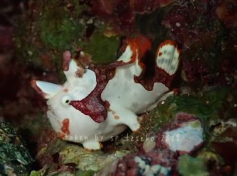 クマドリカエルアンコウ