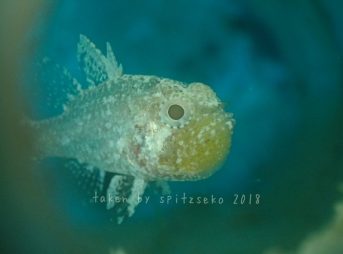 タイワンマトイシモチ口内抱卵中