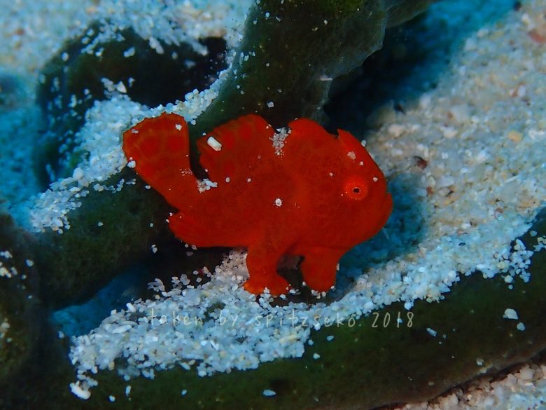 ちびカエルアンコウ