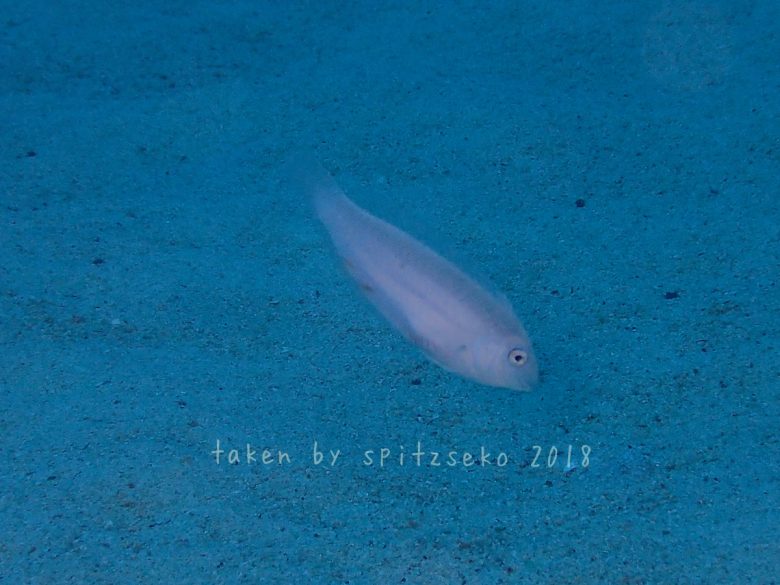 テンスモドキかな