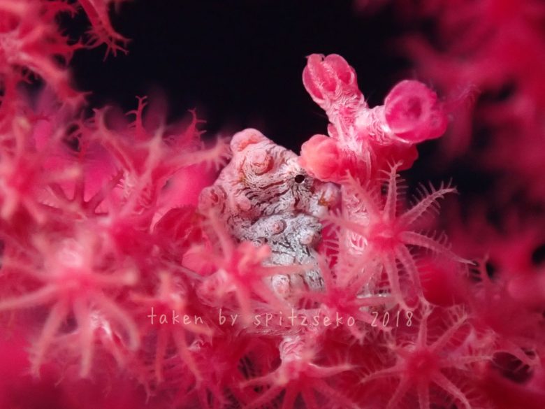 ピグミーシーホース