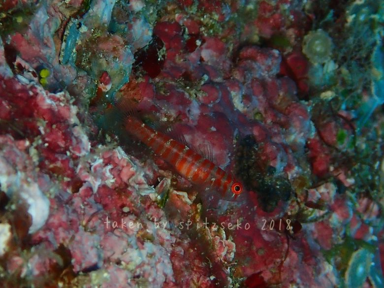 スジシマイソハゼ