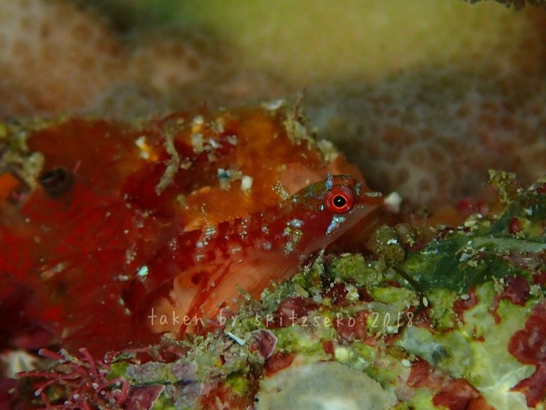 カスリヘビギンポ