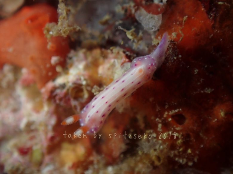 イチゴミルクウミウシ