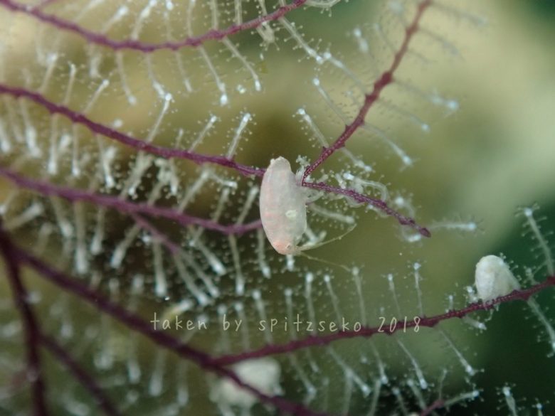 ヨコエビの仲間