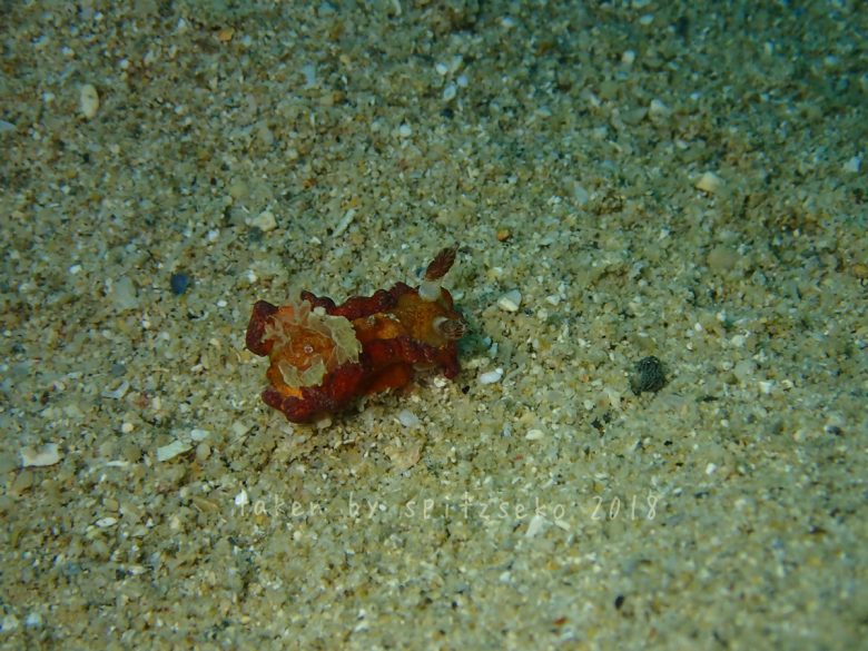 ネコジタウミウシ属の一種