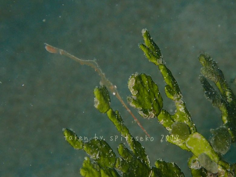 トガリモエビ属の一種