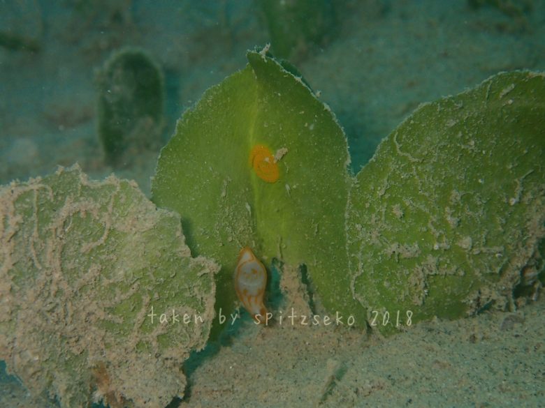 キンセンウミウシ