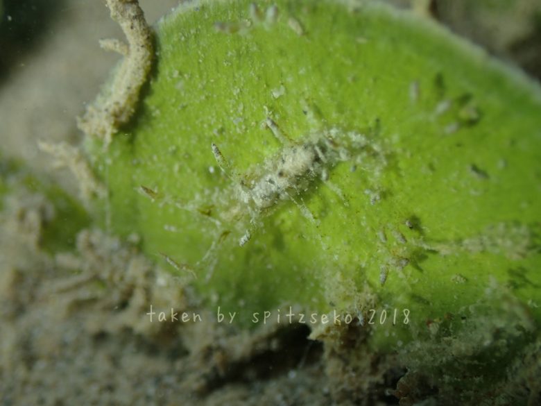 マツゲメリベウミウシ