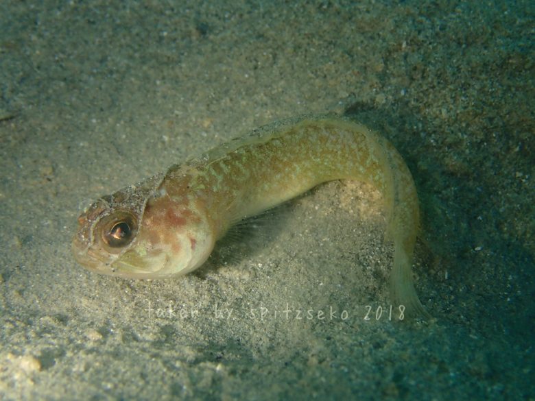 カエルアマダイ