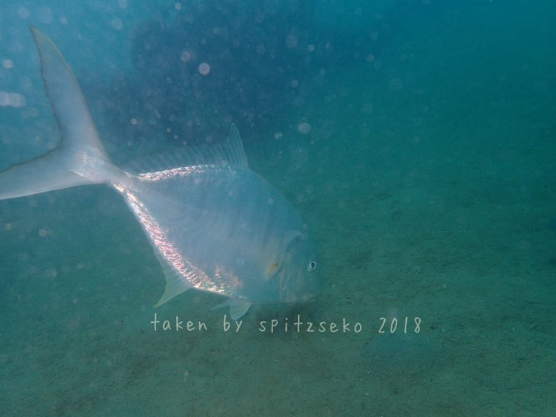 カイワリの仲間