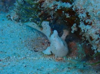 カエルアンコウ