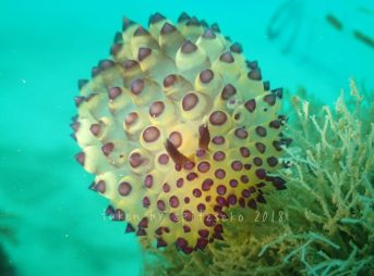 ヤノルス属の一種