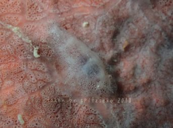 ヂェラストカリス・パロンアェ