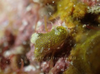 アエジレス・フローレス