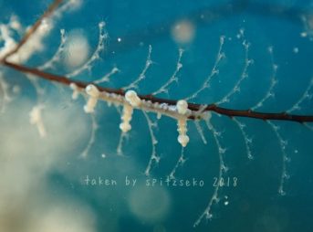 ホリミノウミウシ属の一種