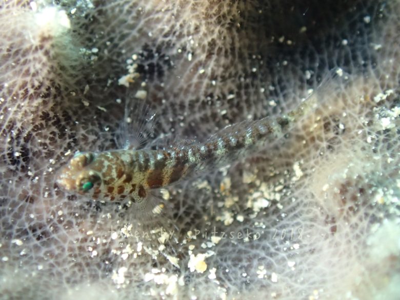 コビトイソハゼ