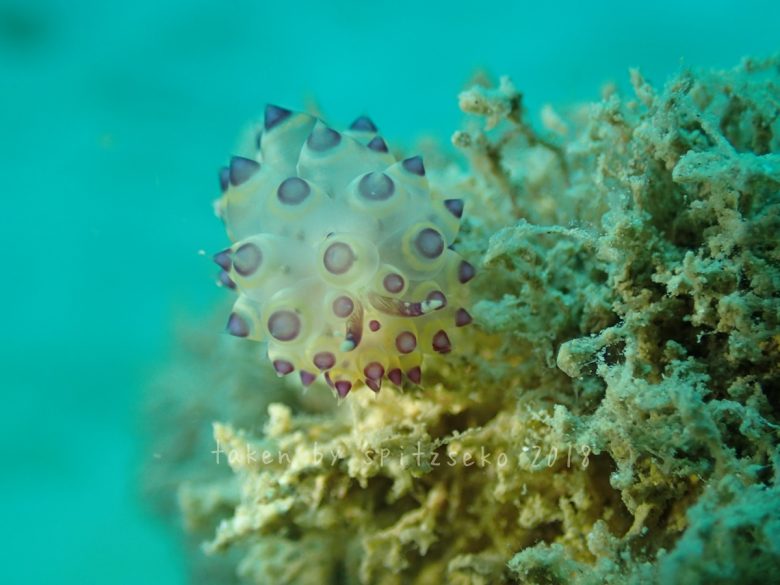 ヤノルス属の一種