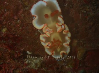 アカネサスウミウシ