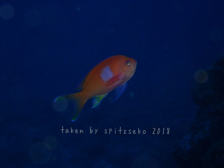 スミレナガハナダイ