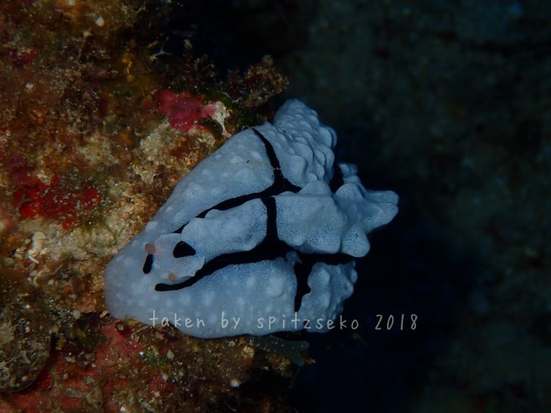 パイペックイボウミウシ