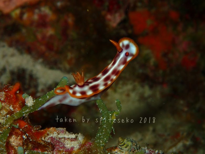 サビウライロウミウシ