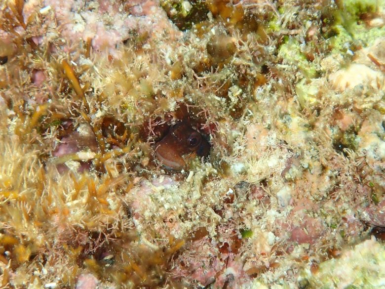 イシガキカエルウオ?