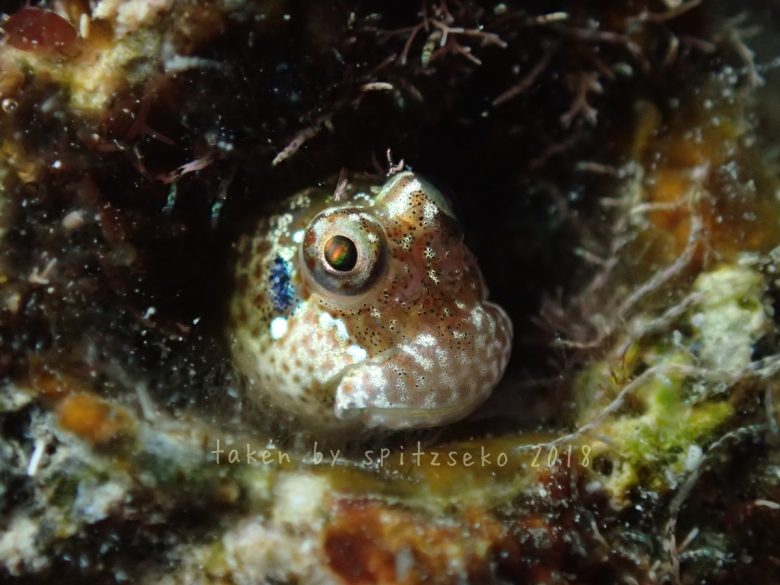 ゴテンカエルウオ