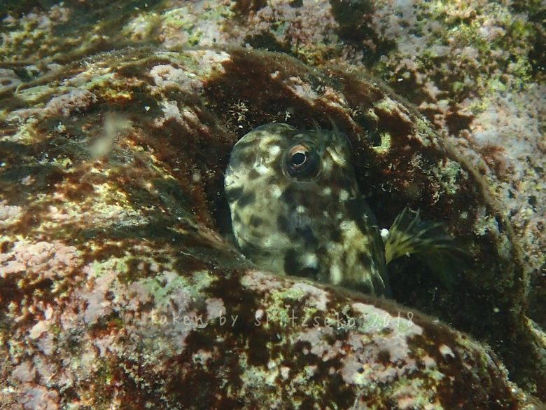 キカイカエルウオ