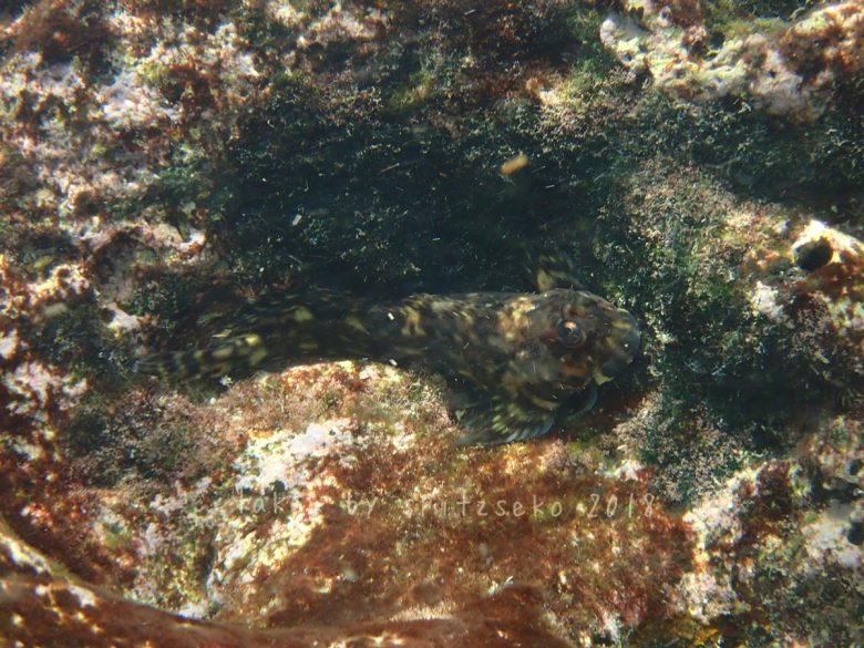 キカイカエルウオ