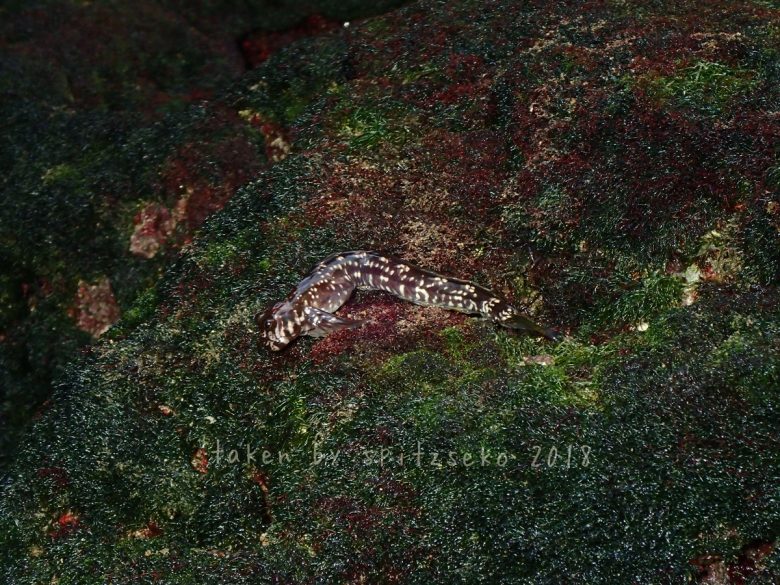 タマカエルウオ