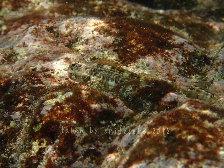 ニセカエルウオ