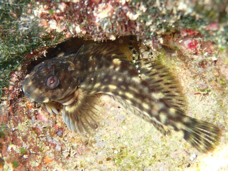 キカイカエルウオ