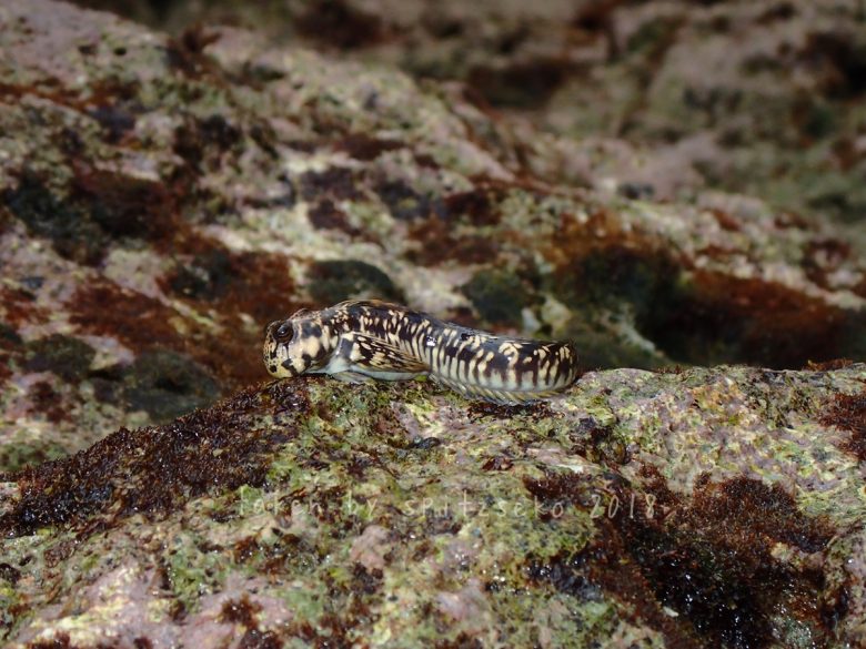 タマカエルウオ