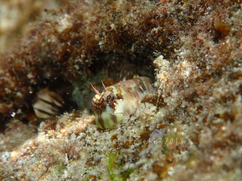 アオモンギンポ