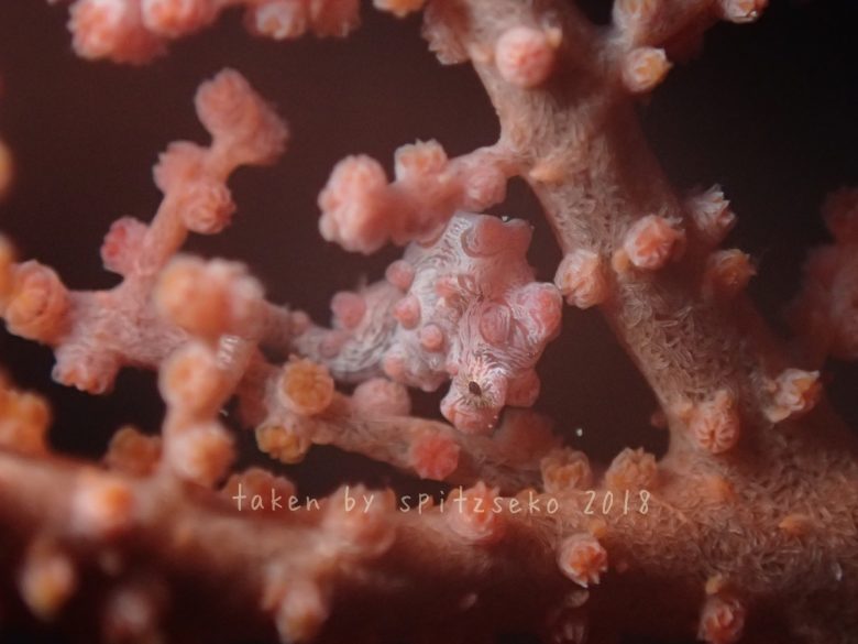 ピグミーシーホース