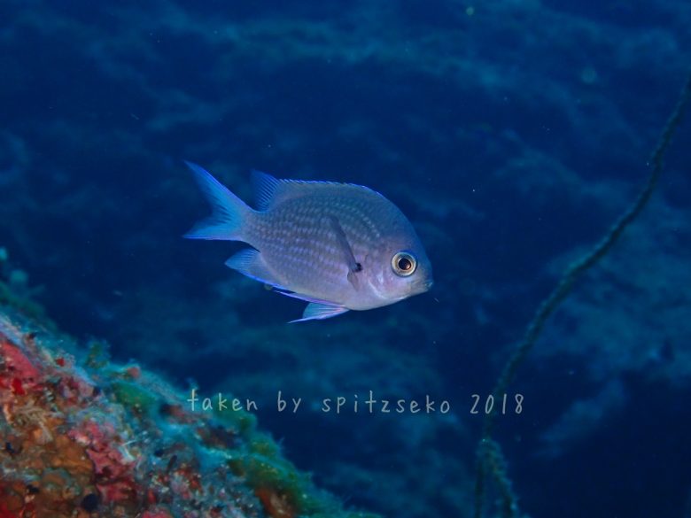 シロボシスズメダイ