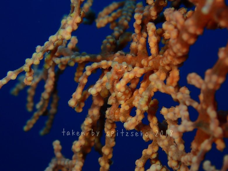 ピグミーシーホース