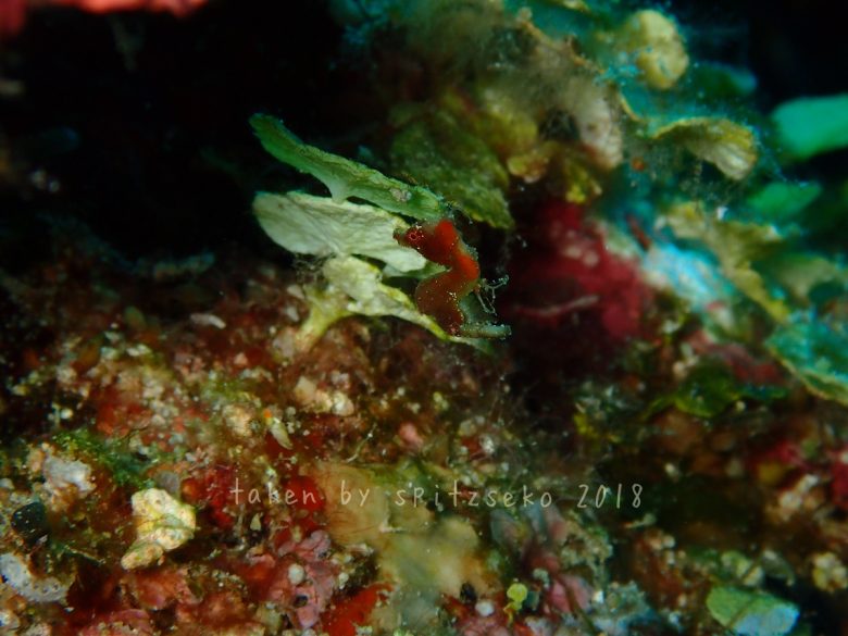 Hippocampus severnsi、ヒポカンパス・セベルンスィ