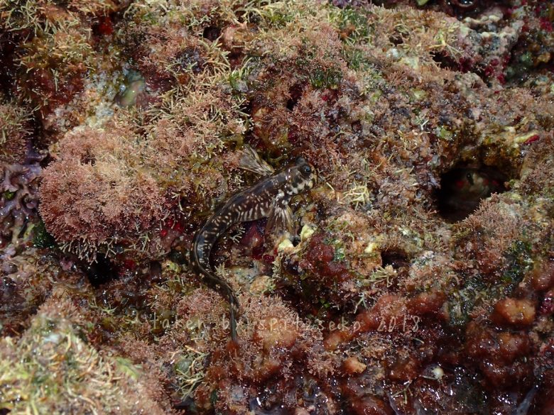 タマカエルウオ