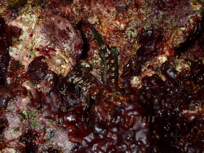 タマカエルウオ