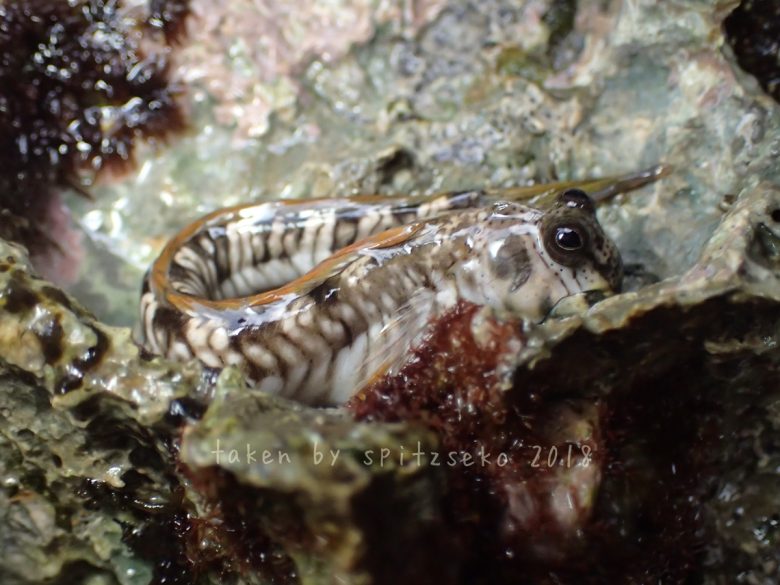 タマカエルウオ