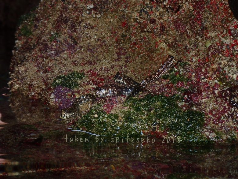 タマカエルウオ