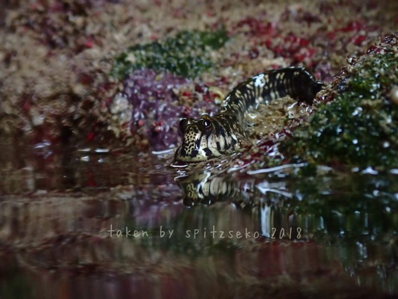 タマカエルウオ